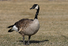 Canada Goose