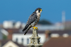 Peregrine Falcon